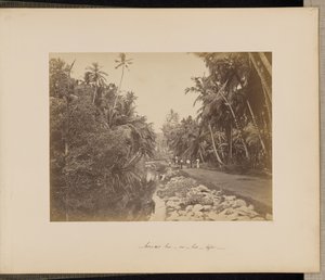 Cacao-notenboomgaard bij Galle, Ceylon door Unknown artist