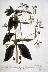 Koffiezaadplant in een 19e-eeuws herbarium.