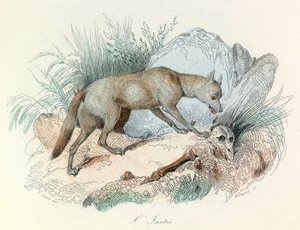 "Completes de Buffon" met de nomenclatuur van Linneene en de classificatie van Cuvier: Dieren: De arctische vos (gravure)