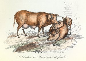 "Completes de Buffon" met de nomenclatuur van Linneene en de classificatie van Cuvier: Dieren: Het varken van Siam (gravure)