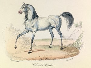 "Completes de Buffon" met Linneense nomenclatuur en de classificatie van Cuvier: Dieren: Cheval Arabe (gravure)