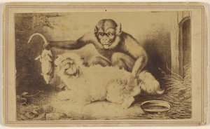 [Kopie van een schilderij met een aap die een rat bij zijn staart vasthoudt voor een kleine witte hond]. door Unknown artist