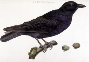 Corone raaf - natuurhistorische plaat door Unknown artist