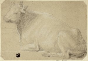 Koe op de lendenen