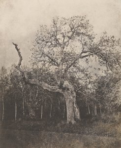 [Kromme boom met dunne bladeren].