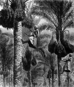 Dadelpluk in Ceylon (huidig Sri Lanka) 19e-eeuwse gravure door Unknown artist