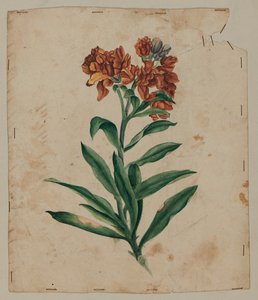 Ontwerptekening, begin 18e eeuw door Unknown artist