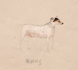 Hond door Unknown artist