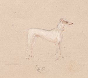 Hond door Unknown artist