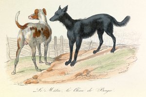 Hond en Matin, twee dieren geclassificeerd door Linneene en Cuvier (gravure)