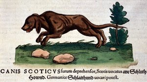 Hond uit de Historia Animalium door Conrad Gesner, Tiguri 1560. Biblioteca nazionale Braidense. Milaan