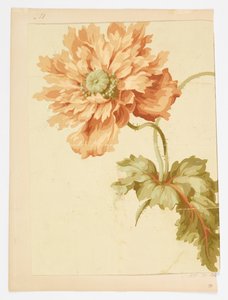 Tekening door Unknown artist