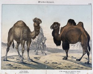 Dromedaris en kameel - in "Natural histories of mammals", uitgegeven door Schreiber, München door Unknown artist
