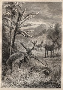 Expeditie rond de wereld (1785-1788) door Jean Francois Galaup de La Perouse (1741-1788): jachttechniek van de Indianen van de Baai van Monterey (Californië) - illustratie uit 