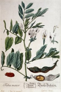 Faba Major (moerasboon) - botanische plaat door Unknown artist