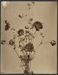 [Bloemrijke studie]