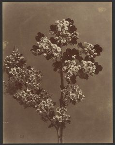 [Bloemenstudie met meerdere bloemtrossen].