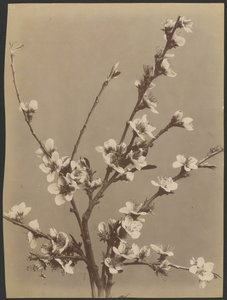 [Bloemstudie met kleine witte bloemen]