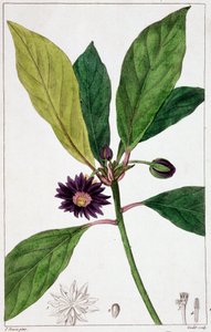 Florida Badiane - botanische plaat door Unknown artist