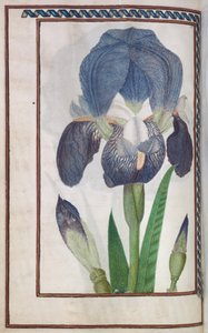 Florilegium door Unknown artist