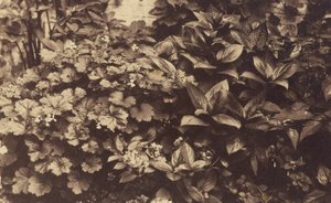 [Bloemen en Bladeren]. door Unknown artist