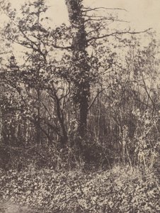 [Boslandschap] / [Taillis].