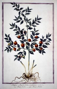 Fragon Valse Hulst of Kleine Hulst (Ruscus) in een 19e-eeuws herbarium