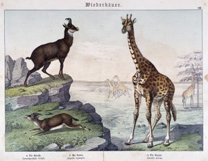 Giraffe, gems en gazelle - in "Histoires naturelles des mammifères", uitgegeven door Schreiber door Unknown artist