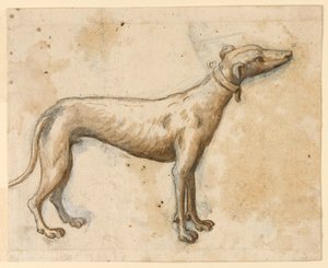 Windhond