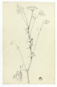 Hemlock