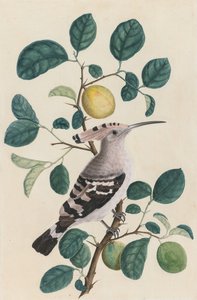 Hop op een Citrusboomtak door Unknown artist