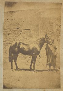[Paard]