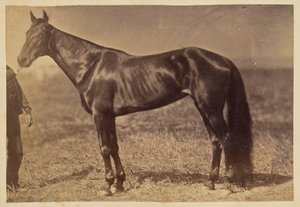 [Paard in een wei] door Unknown artist
