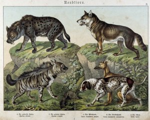 Hyena