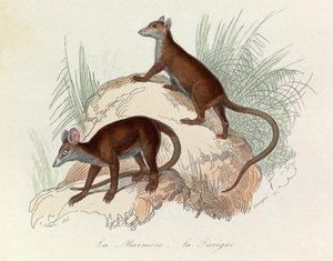 Illustratie uit het boek "Complete Works of Buffon": Les Quadrupedes: La marmot et la sarigue (gravure) door Unknown artist