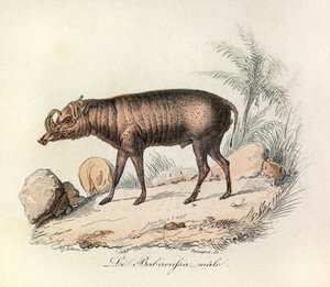 Illustratie uit het boek "Complete Works of Buffon": Les Quadrupedes: Le babiroussa male (gravure)