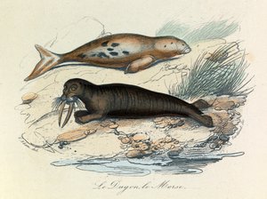 Illustratie uit het boek "Complete Works of Buffon": Les Quadrupedes: Le dugon et le walrus (gravure)