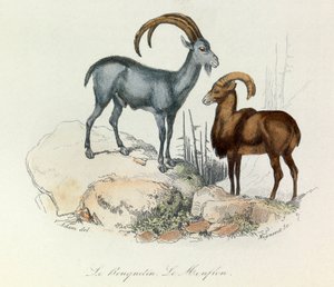 Illustratie uit het boek "Complete Works of Buffon": De viervoeters: De steenbok en de moeflon (gravure)