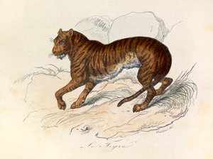 Illustratie uit het boek "Complete Works of Buffon": Les Quadrupedes: De tijger (gravure) door Unknown artist