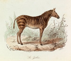 Illustratie uit het boek "Complete Works of Buffon": Les Quadrupedes: Le zebre (gravure)
