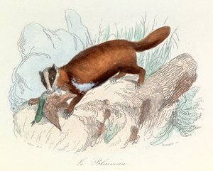 Illustratie uit het boek "Complete Works of Buffon": Dieren: De das (gravure) door Unknown artist