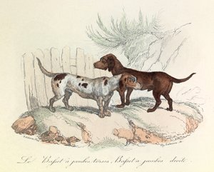 Illustratie uit het boek "Complete Works of Buffon": Les animaux: Le basset a torso legs et le basset a straight legs (gravure)