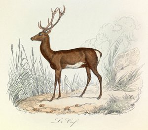 Illustratie uit het boek "Complete Works of Buffon": Les animaux: De cerf (gravure) door Unknown artist