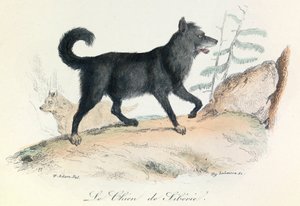Illustratie uit het boek "Complete Works of Buffon": Les animaux: Le chien de Siberie (gravure)