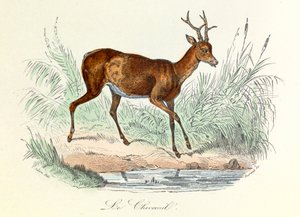 Illustratie uit het boek "Complete Works of Buffon": Les animaux: Het hert (gravure) door Unknown artist