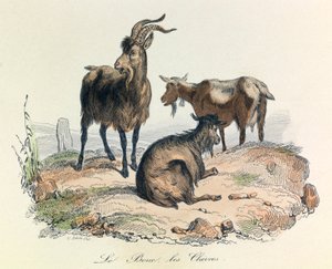 Illustratie uit het boek "Complete Works of Buffon": Les animaux: De geit en de geiten (gravure) door Unknown artist