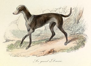 Illustratie uit het boek "Complete Works of Buffon": Les animaux: Le grand danish (gravure)