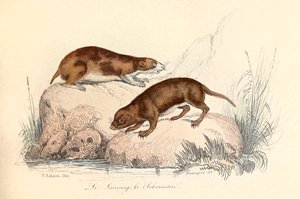 Illustratie uit het boek "Complete Works of Buffon": Les animaux: Le leming et le scherman (gravure) door Unknown artist