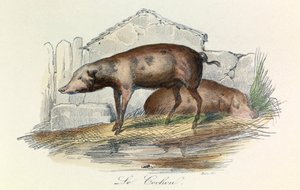 Illustratie uit het boek "Complete Works of Buffon": Les animaux: Le pichon (gravure)