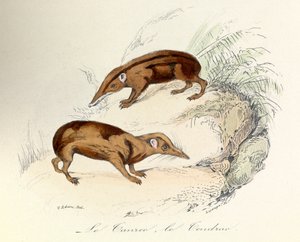 Illustratie uit het boek "Complete Works of Buffon": Les animaux: Le tanrec et le tendrac (gravure) door Unknown artist